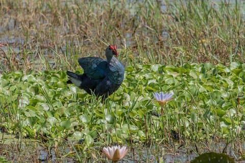 Safari d'une journée dans le parc national du Bundala avec déjeuner pique-nique