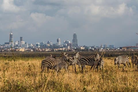 Early Nairobi Park Giraffe Center y orfanato de elefantes opcional