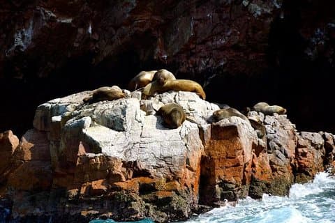 Giro turistico in barca delle Isole Ballestas da Paracas