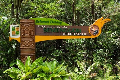 A glimpse of Orang Utan in Semenggoh Wildlife Centre