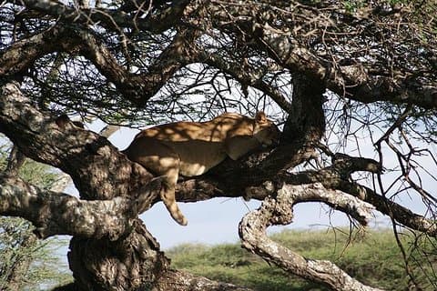 1 dag Manyara nasjonalpark