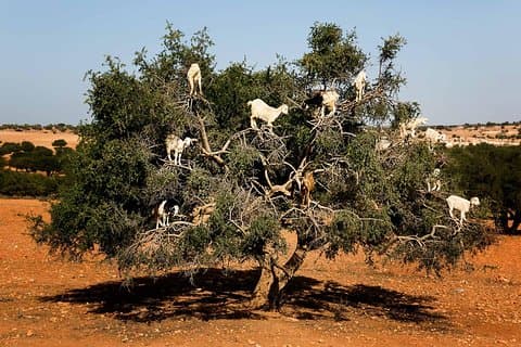 Dagstur fra Marrakech til Essaouira Medina og Argan Factory