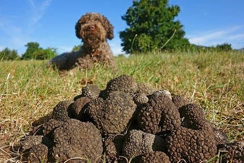 Truffle Hunting with Tasting Included - Umbria, Italy