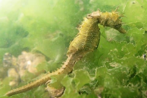 Observación de caballitos de mar