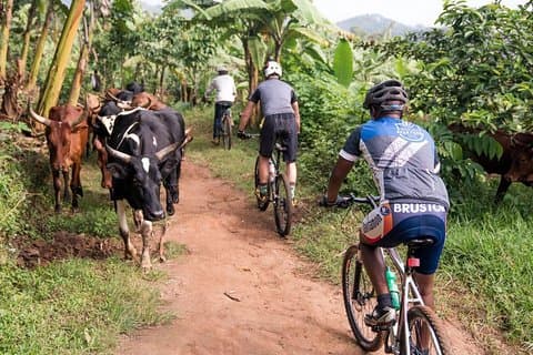 Viktoria-Insel-Radtour ab Kampala