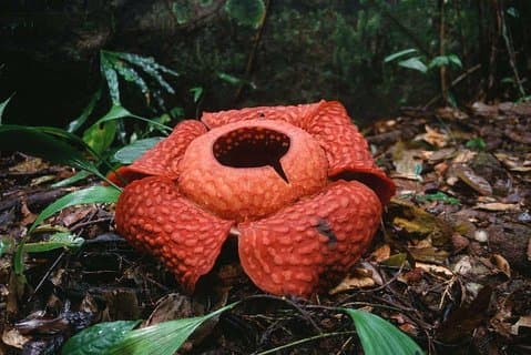Gunung Gading National Park Tour