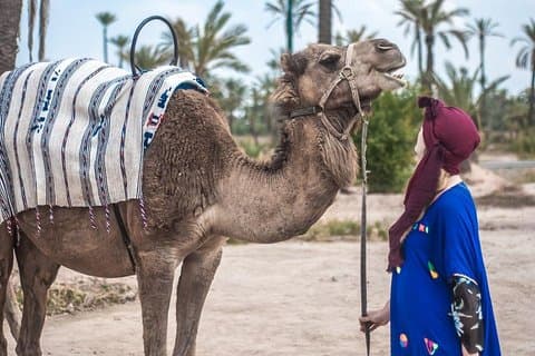 Marrakech kamel tur i Oasis Palmeraie