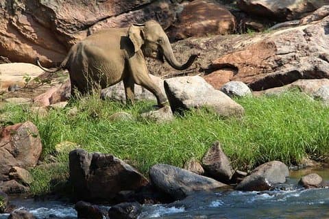 Tour nocturno al Parque Nacional Gal Oya con traslados gratuitos al próximo destino