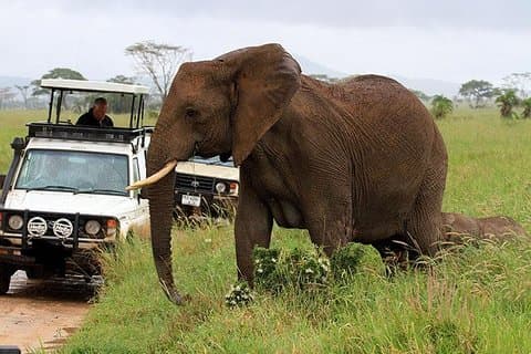 Private 10 Tage Best of Kenya Wildlife Safari Urlaub