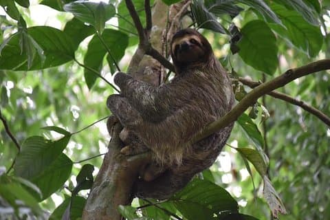Sloth Adventure från Guanacaste