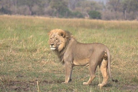 13-Day Safari Tour from Maun to Kasane