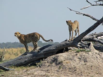Safari de 7 dias no centro do Botswana