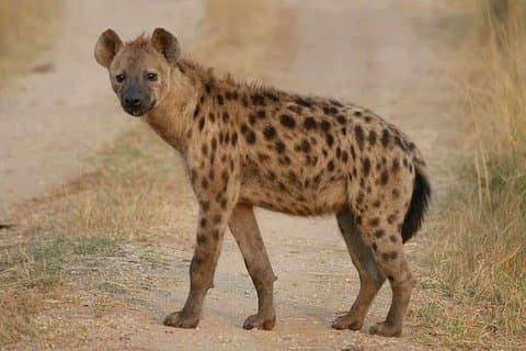 28-Day Safari Tour in Botswana