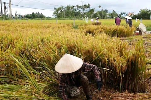 Hoi An platteland per fiets