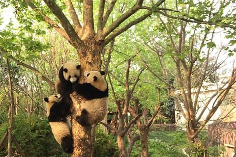 Half Day Private Tour: Chengdu Research Base of Giant Panda Breeding