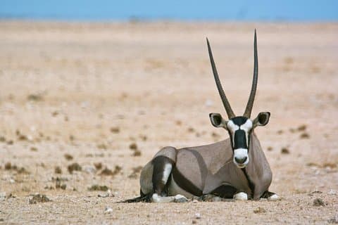 Wildlife and Landscape Tour- full-day (7hours) from Walvis Bay