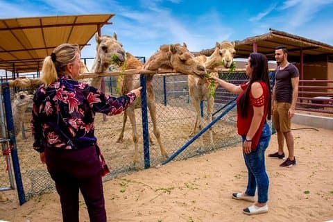 Dubai Lokala Camel Farm besök med Camel matning och kamel mjölk
