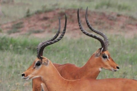 Safari de 3 dias na Tanzânia