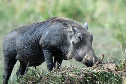 5 dagar Tanzania Camping Safari