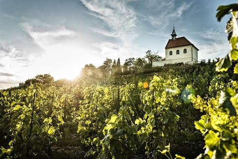 Prague´s Hidden Vineyards Private Tour
