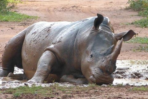Safari a piedi nel Santuario dei rinoceronti di Zziwa