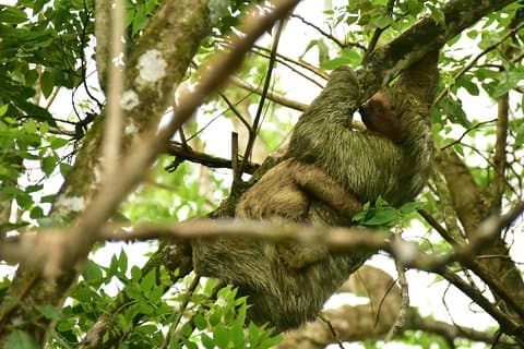 Visite guidée des ponts suspendus du parc Mistico à La Fortuna