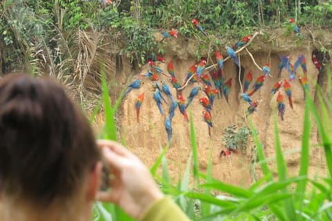 Best of Tambopata 3 netter med JunglePro