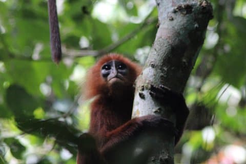 Borneo Wildlife Tour 3 Days 2 Nights At Tanjung Bulat Jungle Camp Kinabatangan