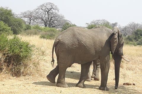 セルース動物保護区、ミクミアンドルアハ国立公園、ウズングワ山10日