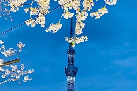 1 dagers privat chartertur i Tokyo (grønne nummerplater)