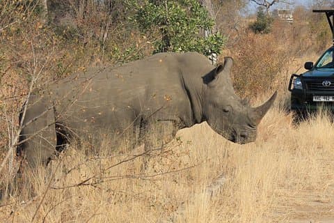 3 Dia Todos Incl. Privado Kruger Park Safari Incl. Transferência de Joanesburgo