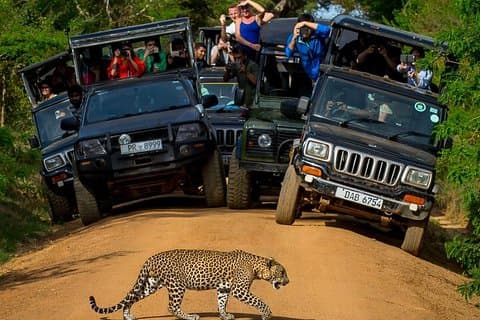 Privat 02-dagars leopard safari i Yala från Bentota