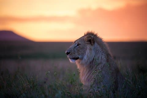 9 - Safari Untamed Tanzania di un giorno – lusso all-inclusive in stile