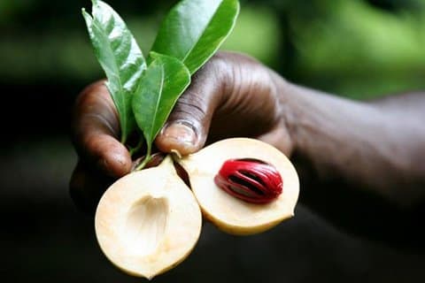 Excursão Spice