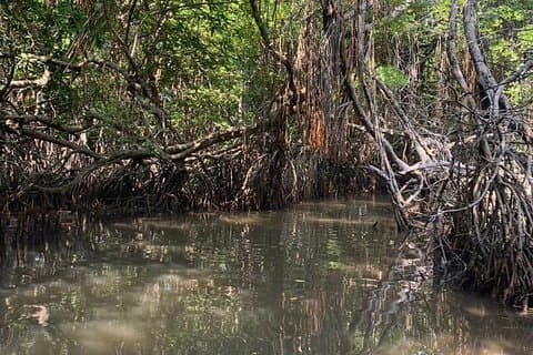 Mangrove Adventure