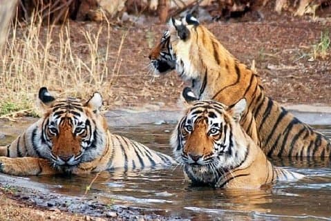 Excursão privada de 6 dias em Delhi, Jaipur, Ranthambore Safari e Agra com Tajmahal
