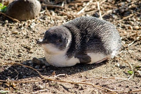Gita di un giorno alla Phillip Island Penguin Parade con koala da Melbourne