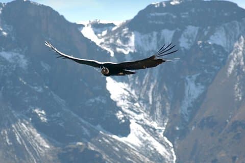 Apurimac Canyon with Condor Viewing from Cusco