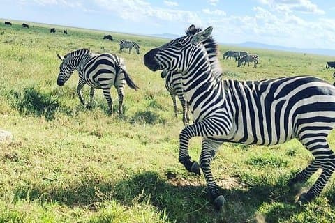 2 giorni Safari a Tarangire e al cratere di Ngorongoro