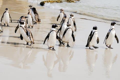 Das Beste der Kap-Halbinsel: Private Tour