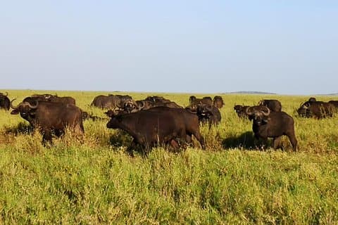3 dage Safari til Serengeti og Ngorongoro krater