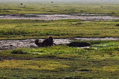 4 days Budgeted Safari Serengeti