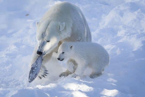 Guidad tur i Ranua Wildlife Park med lunch, äventyr i liten grupp