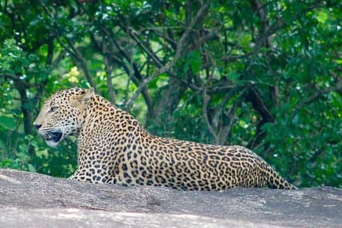 Leopardsafari i Yala National Park (hel dag/en halv dag)