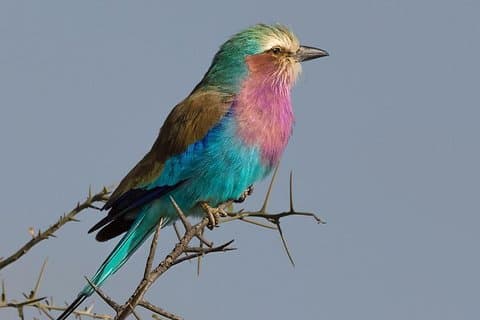 5 jours de safari sur le lac Manyara, le cratère de Serengeti et Ngorongoro