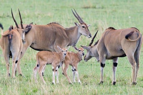 3 dagen Masai Mara Group-deelname - Dagelijkse vertrekken