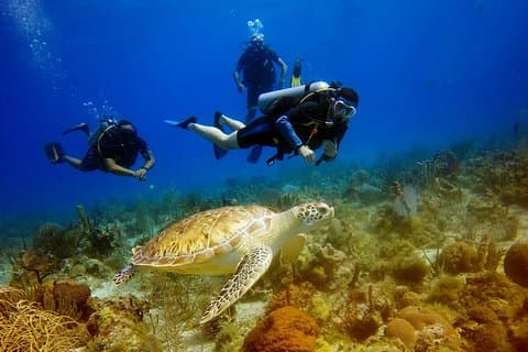 Saona o catalina Buceo