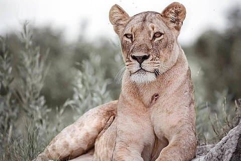 6 dages safari til Lake Manyara, Tarangire, Serengeti og Ngorongoro krateret