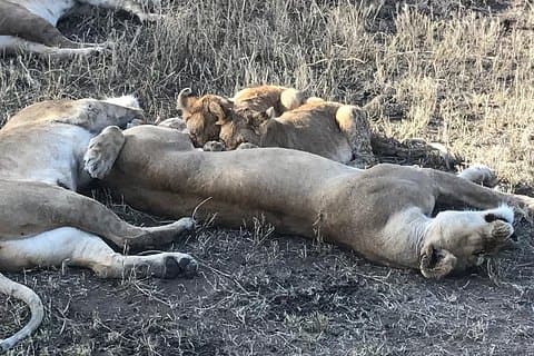 6 Tage Safari zum Lake Eyasi, Natron, Manyara, Serengeti und Ngorongoro Krater