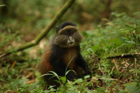 1-daagse Rwanda Golden Monkey Trekking Expeditie